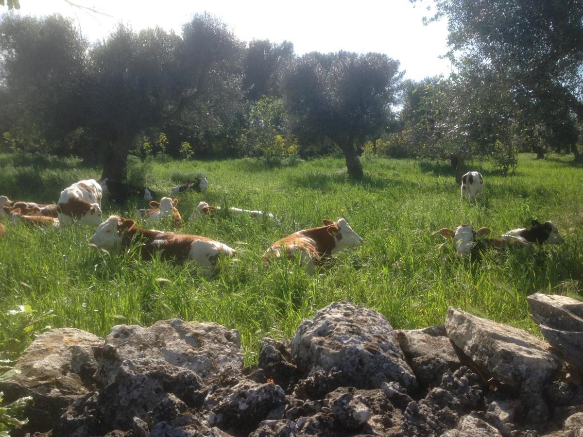 B&B Masseria Nuove Caselle Villa Castelli Zewnętrze zdjęcie