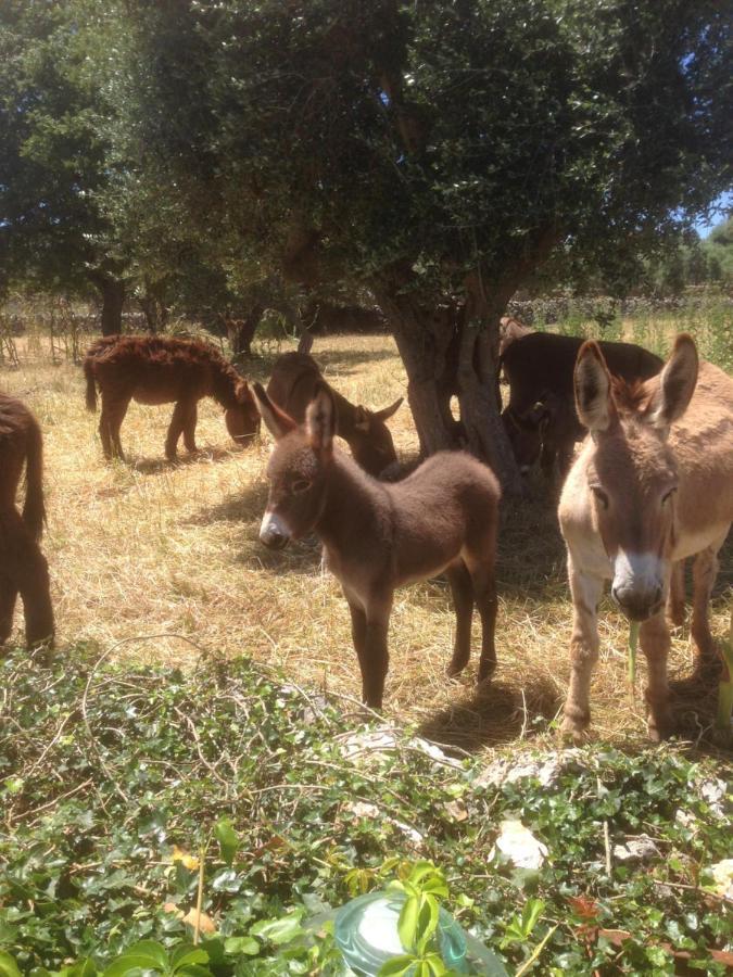 B&B Masseria Nuove Caselle Villa Castelli Zewnętrze zdjęcie